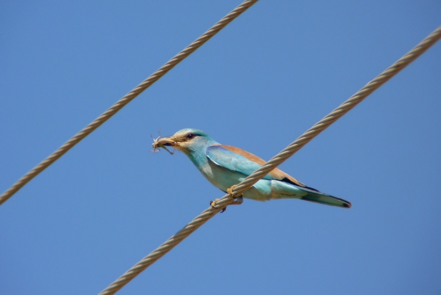 a pretty bird eats while sitting on a wire